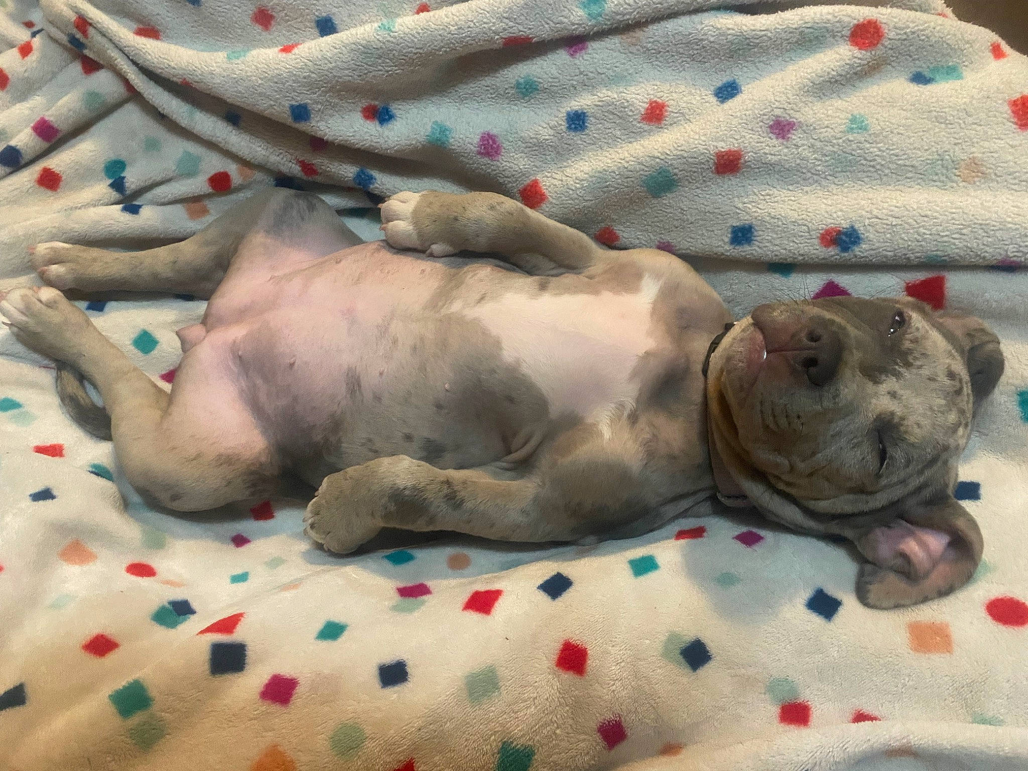 Xiena joined the competition — help win amazing prizes! art, bedding, carnivore, comfort, companion_dog, dog, dog_breed, dog_supply, fawn, grey, linens, nap, non_sporting_group, pattern, sleep, sporting_group, terrestrial_animal, textile