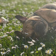 Rio participe au concours pour gagner de l'argent avec cette photo : dog, grass, daisy, flower, outdoor, sunlight, pet, nature, animal, resting, field, greenery, floral, summer, closeup, peaceful, relaxed, canine, daylight, laying_down
