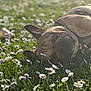 dog, grass, daisy, flower, outdoor, sunlight, pet, nature, animal, resting, field, greenery, floral, summer, closeup, peaceful, relaxed, canine, daylight, laying_down