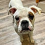 Zeke joined the competition — help win amazing prizes! dog, white_dog, brown_patch, pet, animal, indoor, wooden_floor, looking_up, close_up, canine, ears, snout, flooring, standing, curious, portrait, mammal, companion, one_dog, domestic_animal