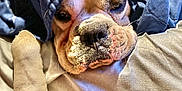 Zeke is registered to the contest to win money with this photo: bulldog, dog, pet, blanket, blue, paw, resting, sleepy, closeup, fur, animal, cute, indoors, portrait, face, snout, canine, relaxed, cozy, soft