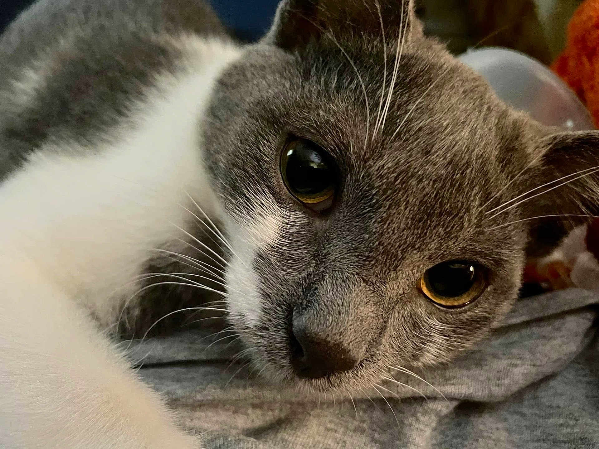 Juno