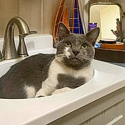 Juno joined the competition — help win amazing prizes! bathroom, cat, clean, close_up, cosmetics, curious, domestic_cat, faucet, feline, gray_cat, household, indoor, lounging, makeup_brushes, mirror, pet, resting, sink, tray, white_sink