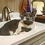 bathroom, cat, clean, close_up, cosmetics, curious, domestic_cat, faucet, feline, gray_cat, household, indoor, lounging, makeup_brushes, mirror, pet, resting, sink, tray, white_sink
