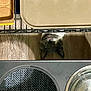 animal, cardboard_box, cat, closeup, curious, domestic, feline, flooring, food_bowl, home, indoor, mat, metal_shelf, pet, shadow, tray, upside_down, water_bowl, whiskers, wood_floor