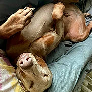 Sampson joined the competition — help win amazing prizes! animal, bed, blanket, brown_dog, canine, comfort, cozy, dog, domestic, fur, indoor, napping, paw, peaceful, pet, quiet, relaxed, resting, sleeping, snout