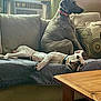 Sampson joined the competition — help win amazing prizes! air_conditioner, alert, blanket, canine, collar, couch, dog, domestic, furniture, home, indoor, living_room, pets, pillow, relaxed, resting, sleeping, table, two_dogs, window