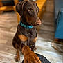 Rosie joined the competition — help win amazing prizes! dog, doberman, paw, collar, indoor, wood_floor, blurred_background, furniture, table, chair, focused, pet, animal, brown_coat, canine, domestic, home, attention, friendly, closeup