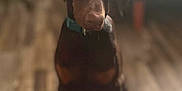 Rosie is registered to the contest to win money with this photo: dog, doberman, puppy, indoor, wooden_floor, pet, animal, collar, curious, sitting, brown, black, young_dog, canine, domestic_animal, floor, fur, ears, nose, looking