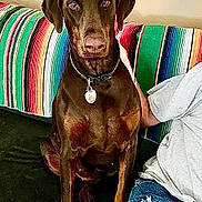 Rosie joined the competition — help win amazing prizes! dog, doberman, brown_dog, pet, indoor, couch, striped_blanket, person, casual_clothing, jeans, tshirt, sitting, collar, tag, furniture, companion, animal, relaxed, home, comfort