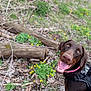 Rosie joined the competition — help win amazing prizes! dog, doberman, pet, outdoor, nature, greenery, flowers, logs, happy, smiling, collar, harness, tongue_out, animal, canine, forest_floor, plants, brown_dog, closeup, playful
