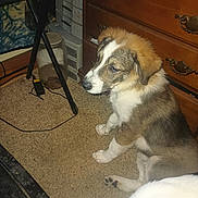 Kujo joined the competition — help win amazing prizes! accessories, animal, cabinet, canine, collie, desk, dog, drawer, furniture, hardwood, husky, machine, pet, plywood, puppy, spoke, strap, table, tripod, wood