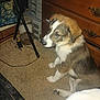 accessories, animal, cabinet, canine, collie, desk, dog, drawer, furniture, hardwood, husky, machine, pet, plywood, puppy, spoke, strap, table, tripod, wood