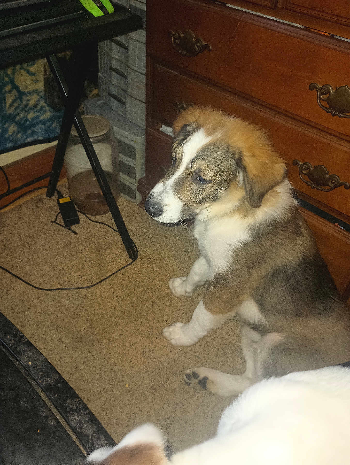 Kujo joined the competition — help win amazing prizes! accessories, animal, cabinet, canine, collie, desk, dog, drawer, furniture, hardwood, husky, machine, pet, plywood, puppy, spoke, strap, table, tripod, wood