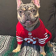 Marley is registered to the contest to win money with this photo: animal, blanket, couch, cute, dog, ears, face, french_bulldog, front_paws, fur, indoor, looking, nfl_logo, pet, red_jersey, resting, sitting, smiling, striped_blanket, tongue