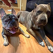 Marley is registered to the contest to win money with this photo: animal, brown_dog, canine, companion, couch, dog, domestic, ears, floor, gray_dog, hand, happy, home, indoor, laying_down, panting, pet, relaxed, resting, wooden_floor