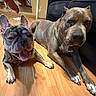 animal, brown_dog, canine, companion, couch, dog, domestic, ears, floor, gray_dog, hand, happy, home, indoor, laying_down, panting, pet, relaxed, resting, wooden_floor
