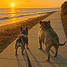 Marley is registered to the contest to win money with this photo: beach, canine, companion, dog, evening, leash, nature, ocean, outdoor, relaxation, sand, scenic, shadow, sidewalk, silhouette, sky, sun, sunset, walking, water