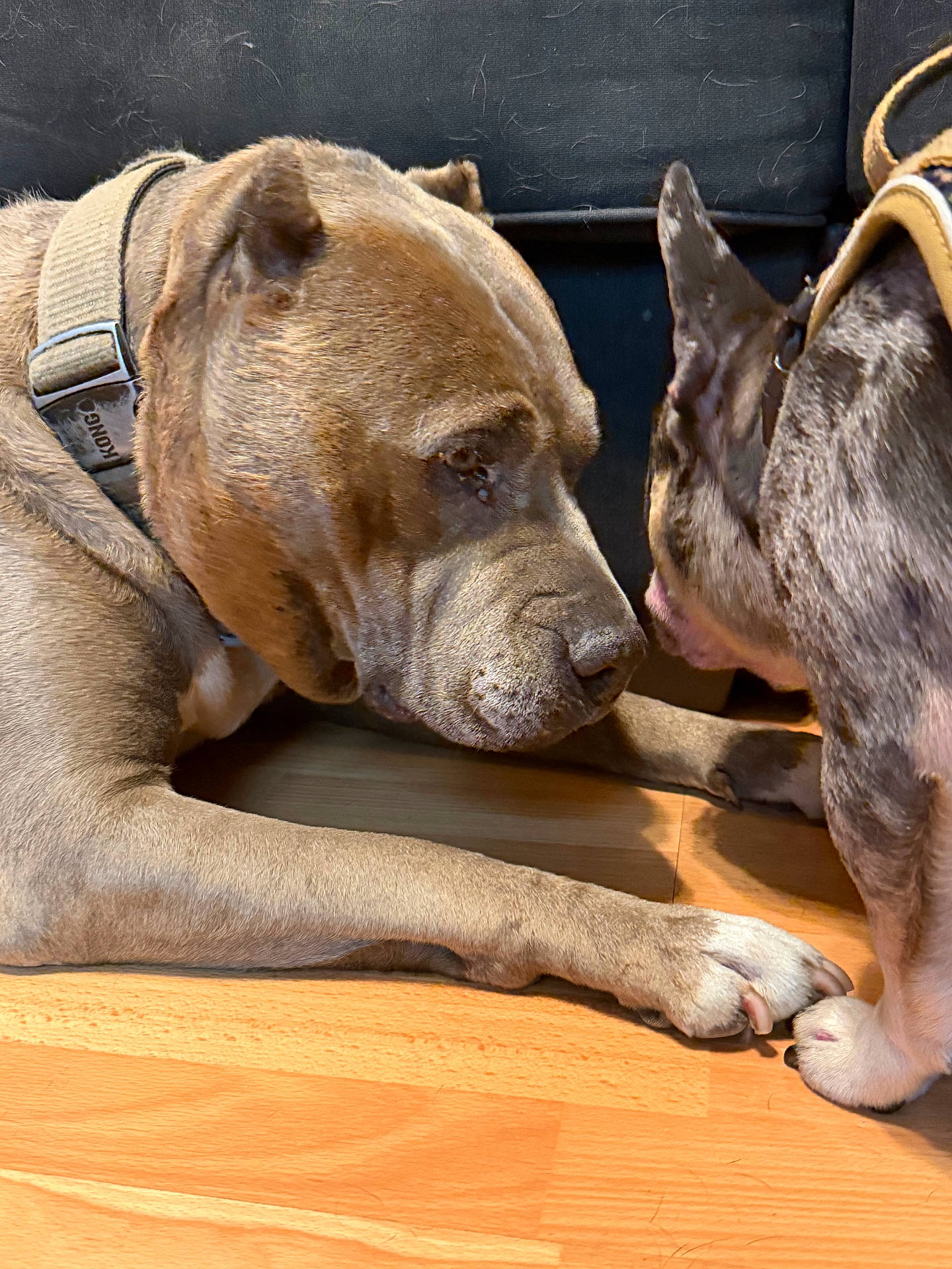 Marley is registered to the contest to win money with this photo: animal, black_dog, brown_dog, canine, close_up, collar, companionship, dog, domestic_animal, ears, floor, friendship, fur, indoor, paw, pets, resting, snout, touching_paws, wooden_floor