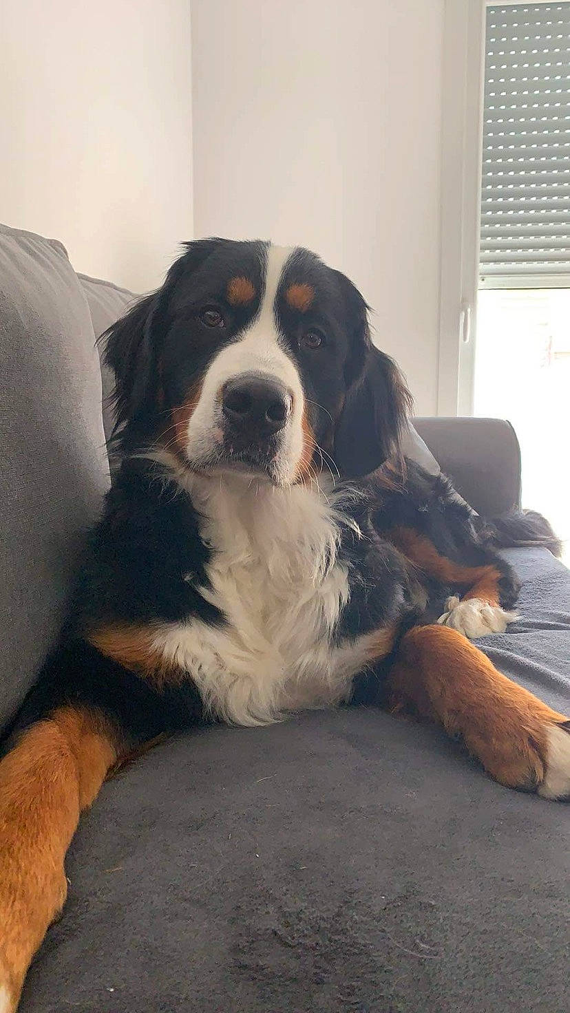 Ouna a rejoint le concours — aidez-le/la à gagner de superbes lots ! ball, bored, canidae, carnivore, comfort, companion_dog, dog, dog_breed, door, fur, giant_dog_breed, snout, sporting_group, st_bernard, terrestrial_animal, window, window_blind, window_covering, working_animal, working_dog