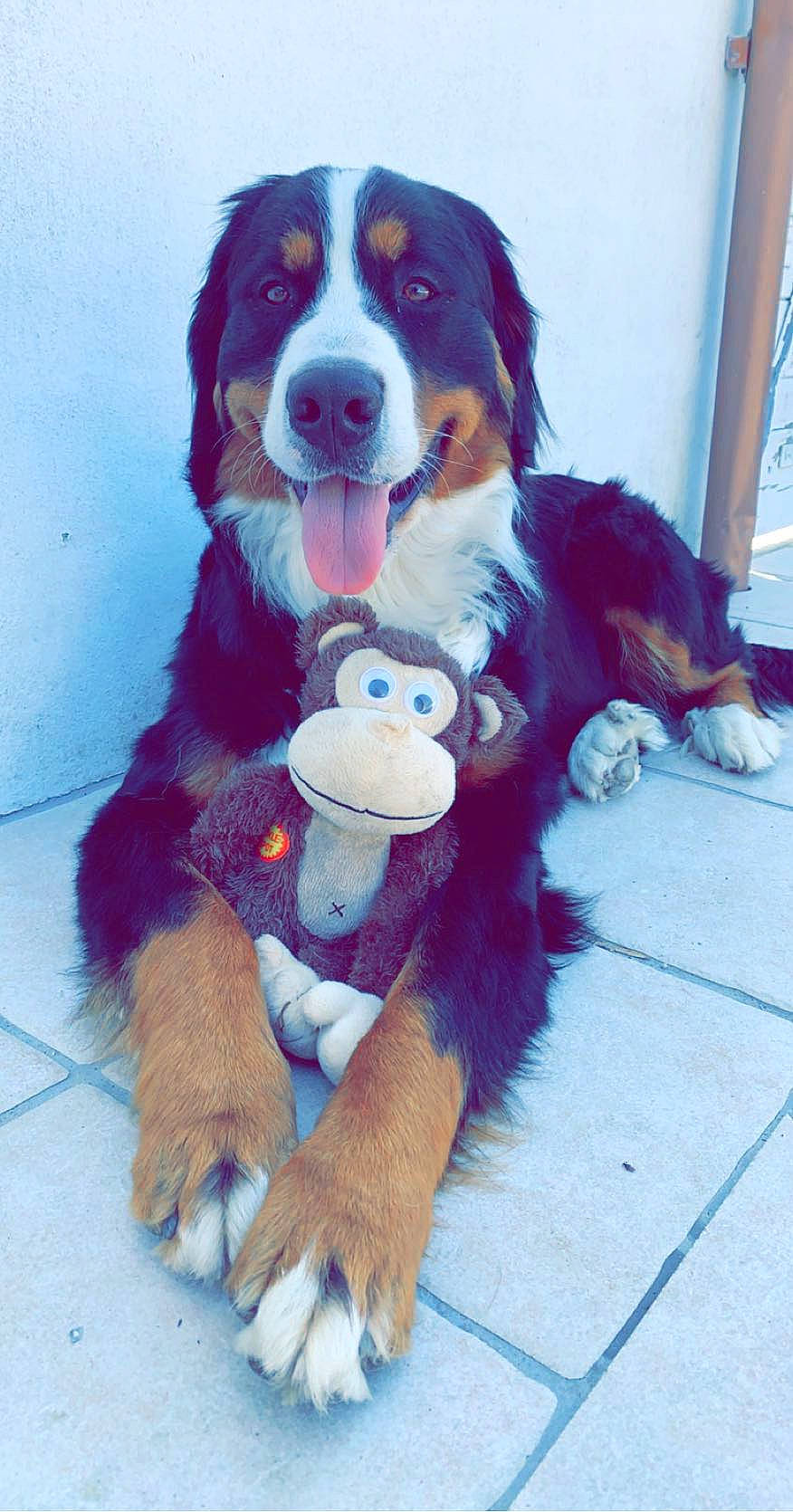 Ouna a rejoint le concours — aidez-le/la à gagner de superbes lots ! ancient_dog_breeds, bernese_mountain_dog, canidae, carnivore, companion_dog, dog, dog_breed, door, electric_blue, fur, giant_dog_breed, herding_dog, mammal, snout, sporting_group, terrestrial_animal, vertebrate, working_animal, working_dog