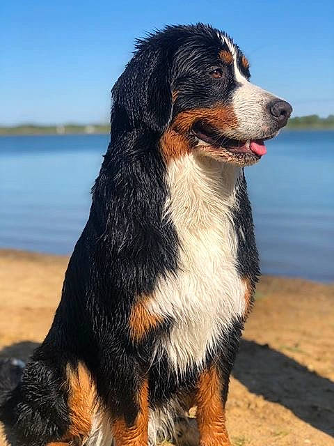 Ouna participe au concours pour gagner de l'argent avec cette photo : beach, bernese_mountain_dog, canidae, carnivore, collar, companion_dog, dog, dog_breed, fur, herding_dog, hunting_dog, lake, liquid, sky, snout, sporting_group, terrestrial_animal, water, working_animal, working_dog