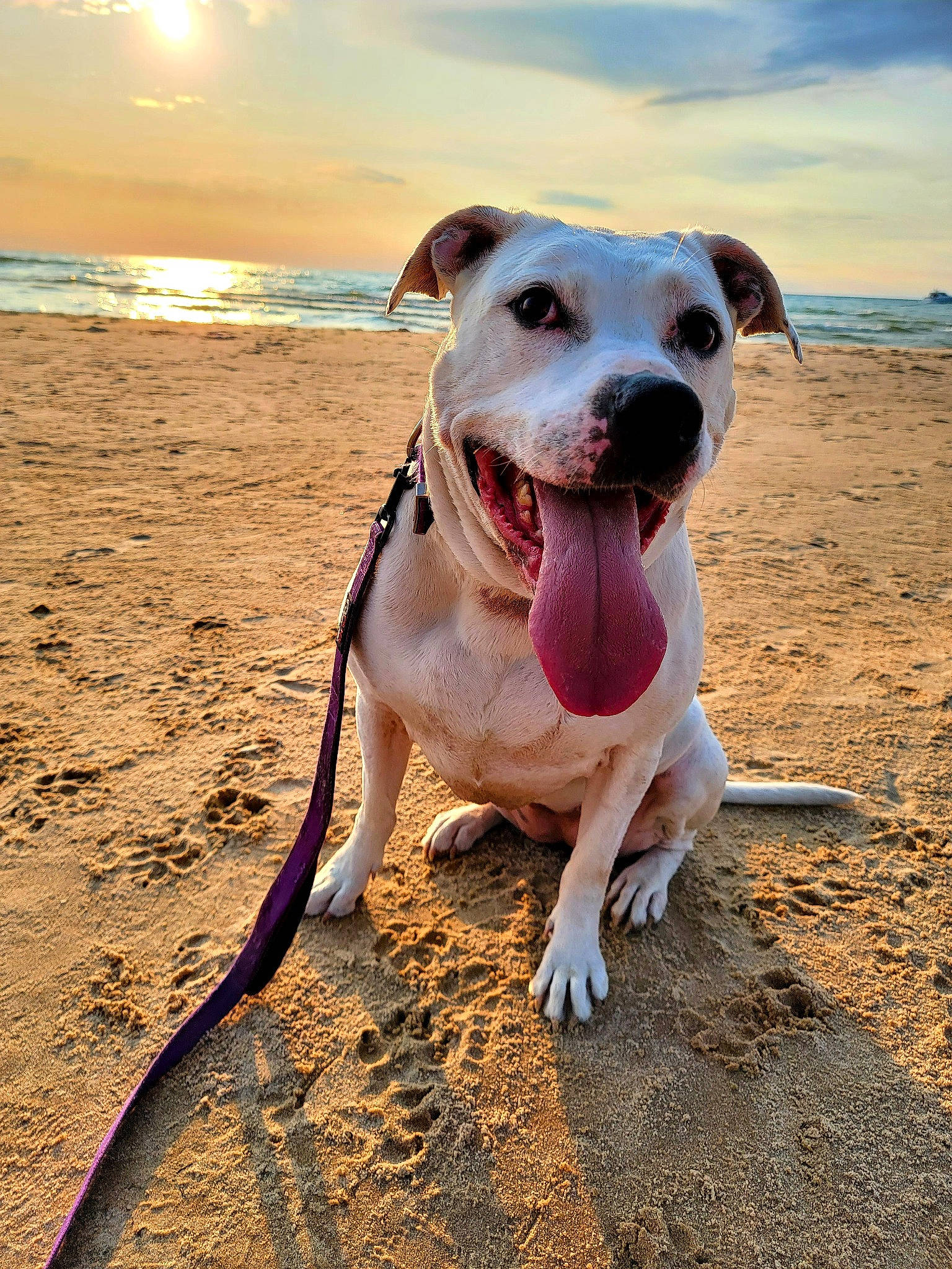 Luna is registered to the contest to win money with this photo: beach, carnivore, cloud, collar, companion_dog, dog, dog_breed, dog_collar, fawn, happy, horizon, landscape, ocean, sand, sky, smile, snout, sporting_group, water, whiskers