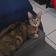 Shana is registered to the contest to win money with this photo: cat, tabby_cat, feline, pet, animal, portrait, lounging, sitting, alert, curious, whiskers, ears, paws, striped_fur, brown_fur, indoor, couch, fabric, tiled_floor, clothing