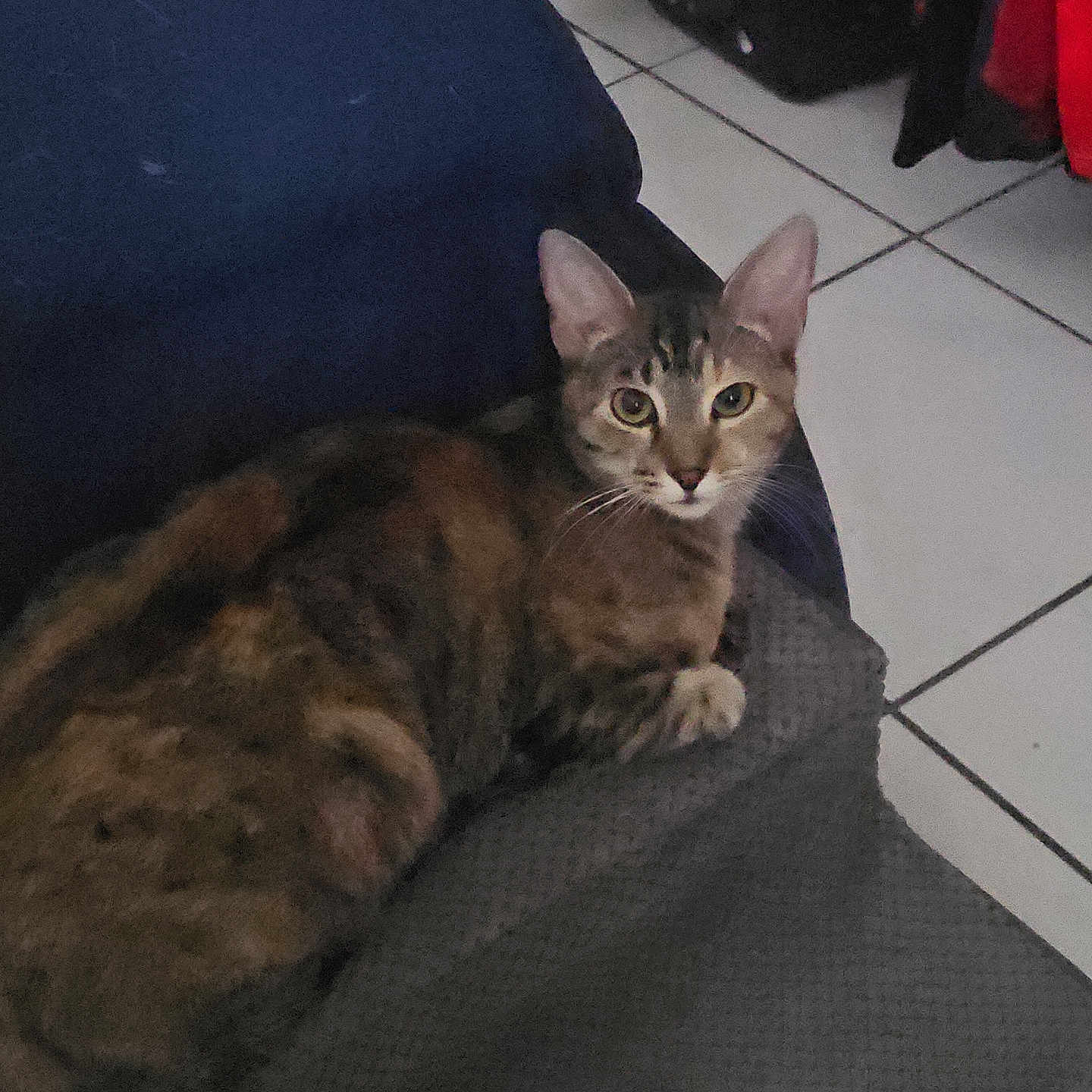 Shana is registered to the contest to win money with this photo: cat, tabby_cat, feline, pet, animal, portrait, lounging, sitting, alert, curious, whiskers, ears, paws, striped_fur, brown_fur, indoor, couch, fabric, tiled_floor, clothing