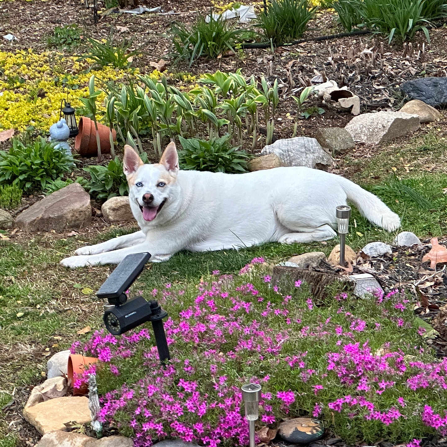 Cashew Pletzer joined the competition — help win amazing prizes! backyard, blue_eyes, canine, daylight, dog, flowers, garden, grass, greenery, happy, lying_down, nature, outdoor, pet, pink_flowers, plants, rocks, smiling, tongue_out, white_dog