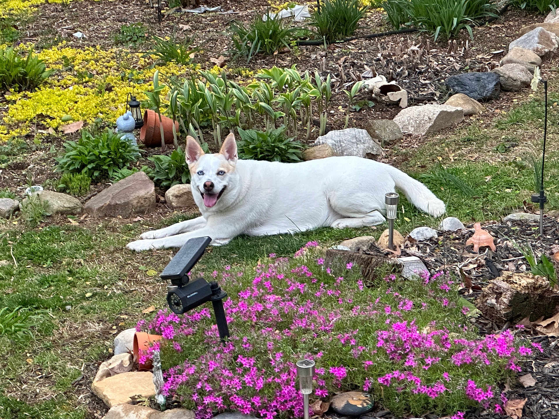 Cashew Pletzer joined the competition — help win amazing prizes! dog, white_dog, blue_eyes, lying_down, garden, flowers, pink_flowers, greenery, rocks, grass, plants, outdoor, happy, pet, canine, nature, daylight, smiling, tongue_out, backyard