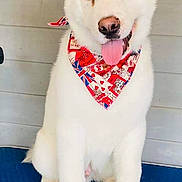 Zola is registered to the contest to win money with this photo: animal, bandana, canine, cute, dog, domestic_animal, ears, friendly, fur, grooming_table, happy, indoor, nose, paw, pet, playful, portrait, sitting, tongue_out, white_dog