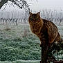 Bibos a rejoint le concours — aidez-le/la à gagner de superbes lots ! cat, animal, feline, outdoor, vineyard, frost, grass, tree_branch, wooden_post, mist, nature, green_eyes, tabby, winter, morning, perched, wildlife, fur, leafless_tree, cold