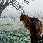Bibos participe au concours pour gagner de l'argent avec cette photo : cat, tabby, frost, vineyard, tree, branches, grass, post, outdoor, animal, nature, winter, mist, fog, perched, feline, cold, morning, quiet, serene
