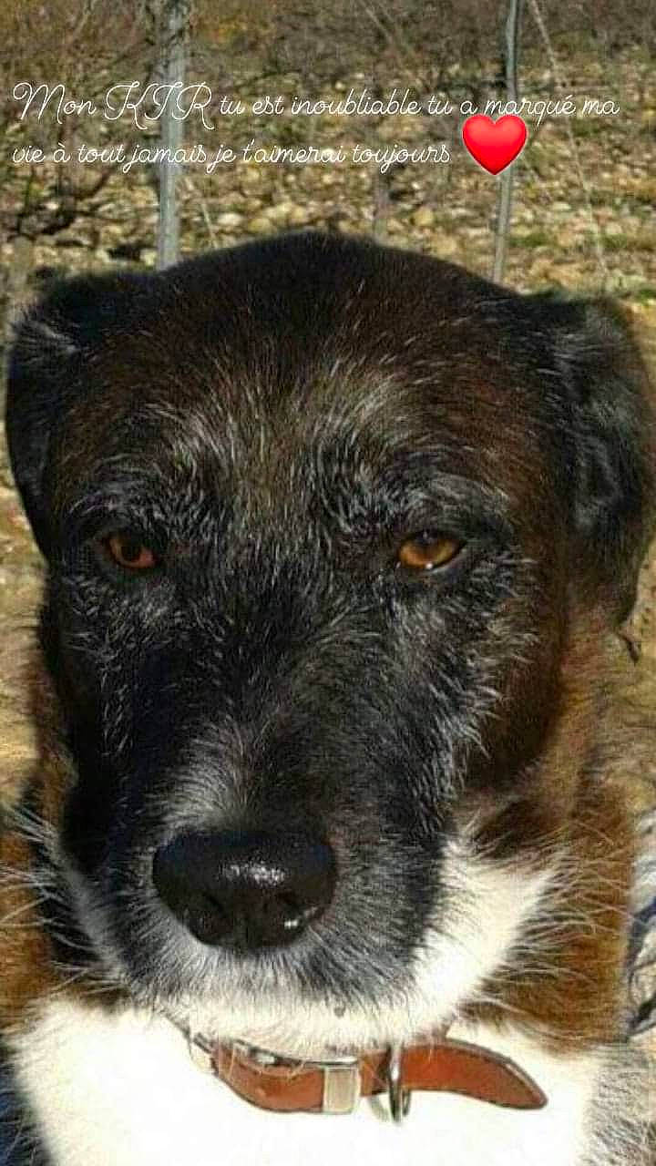 Kir a rejoint le concours — aidez-le/la à gagner de superbes lots ! ancient_dog_breeds, balloon, borador, canidae, carnivore, companion_dog, dog, dog_breed, event, fawn, fur, puppy, snout, sporting_group, street_dog, terrestrial_animal, whiskers, working_animal, working_dog