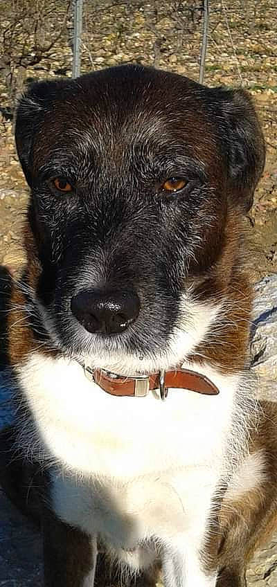 Kir participe au concours pour gagner de l'argent avec cette photo : borador, canidae, carnivore, collar, companion_dog, dog, dog_breed, dog_collar, fang, fur, non_sporting_group, puppy, snout, sporting_group, terrestrial_animal, terrier, whiskers, working_animal, working_dog