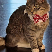 Sylvia Hensley is registered to the contest to win money with this photo: animal, bow_tie, cat, curious, cute, domestic_animal, ears, feline, floor, fluffy, gray, indoor, pet, portrait, reflection, sitting, tabby, tail, whiskers, white_paws