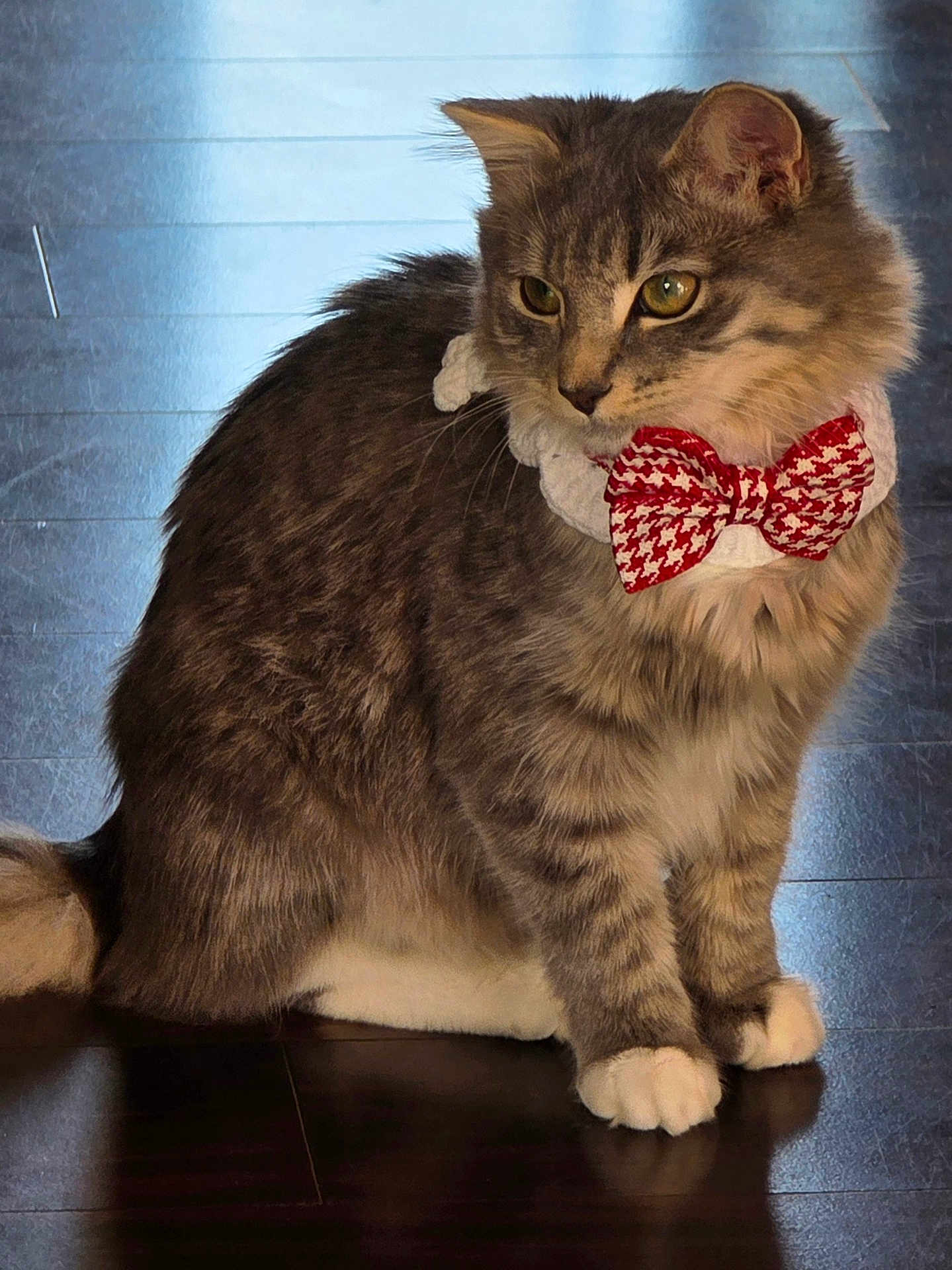 Sylvia Hensley is registered to the contest to win money with this photo: animal, bow_tie, cat, curious, cute, domestic_animal, ears, feline, floor, fluffy, gray, indoor, pet, portrait, reflection, sitting, tabby, tail, whiskers, white_paws
