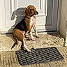 dog, hound, beagle, pet, sitting, outdoor, sunlight, shadow, front_door, doorstep, doormat, paved_surface, house_exterior, brown_fur, white_chest, floppy_ears, collar, portrait, animal, waiting