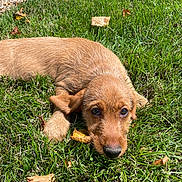 Alpine a rejoint le concours — aidez-le/la à gagner de superbes lots ! puppy, dog, golden_brown, grass, outdoor, lying_down, portrait, pet, animal, brown_fur, floppy_ears, dark_nose, big_eyes, autumn_leaves, sunlight, lawn, garden, curious, cute, close_up