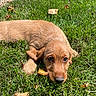 puppy, dog, golden_brown, grass, outdoor, lying_down, portrait, pet, animal, brown_fur, floppy_ears, dark_nose, big_eyes, autumn_leaves, sunlight, lawn, garden, curious, cute, close_up
