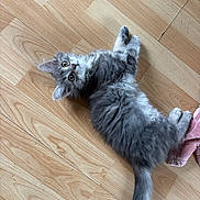Perle a rejoint le concours — aidez-le/la à gagner de superbes lots ! cat, kitten, gray_cat, fluffy, longhaired, lying_down, on_back, raised_paw, tail, whiskers, green_eyes, indoors, wooden_floor, pink_blanket, pet, animal, cute, playful, portrait, cozy