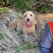 Urika a rejoint le concours — aidez-le/la à gagner de superbes lots ! dog, canine, shaggy_fur, brown_fur, happy, smiling, tongue_out, pink_collar, lying_down, grass, dry_grass, forest, woodland, outdoors, nature, pine_tree, branches, sunlight, person, sleeve