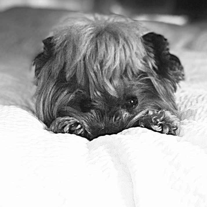 Leia joined the competition — help win amazing prizes! affenpinscher, animal, bed, bedroom, canine, dog, furniture, indoors, person, pet, poodle, puppy, room, sleeping, terrier, whitedog