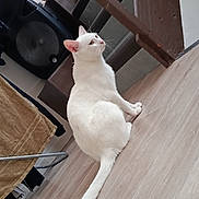 Bounty a rejoint le concours — aidez-le/la à gagner de superbes lots ! white_cat, cat, indoor, wooden_floor, towel, speaker, soccer_ball, pet, animal, curious, sitting, floor, domestic, fur, tail, ears, whiskers, looking_up, household, feline