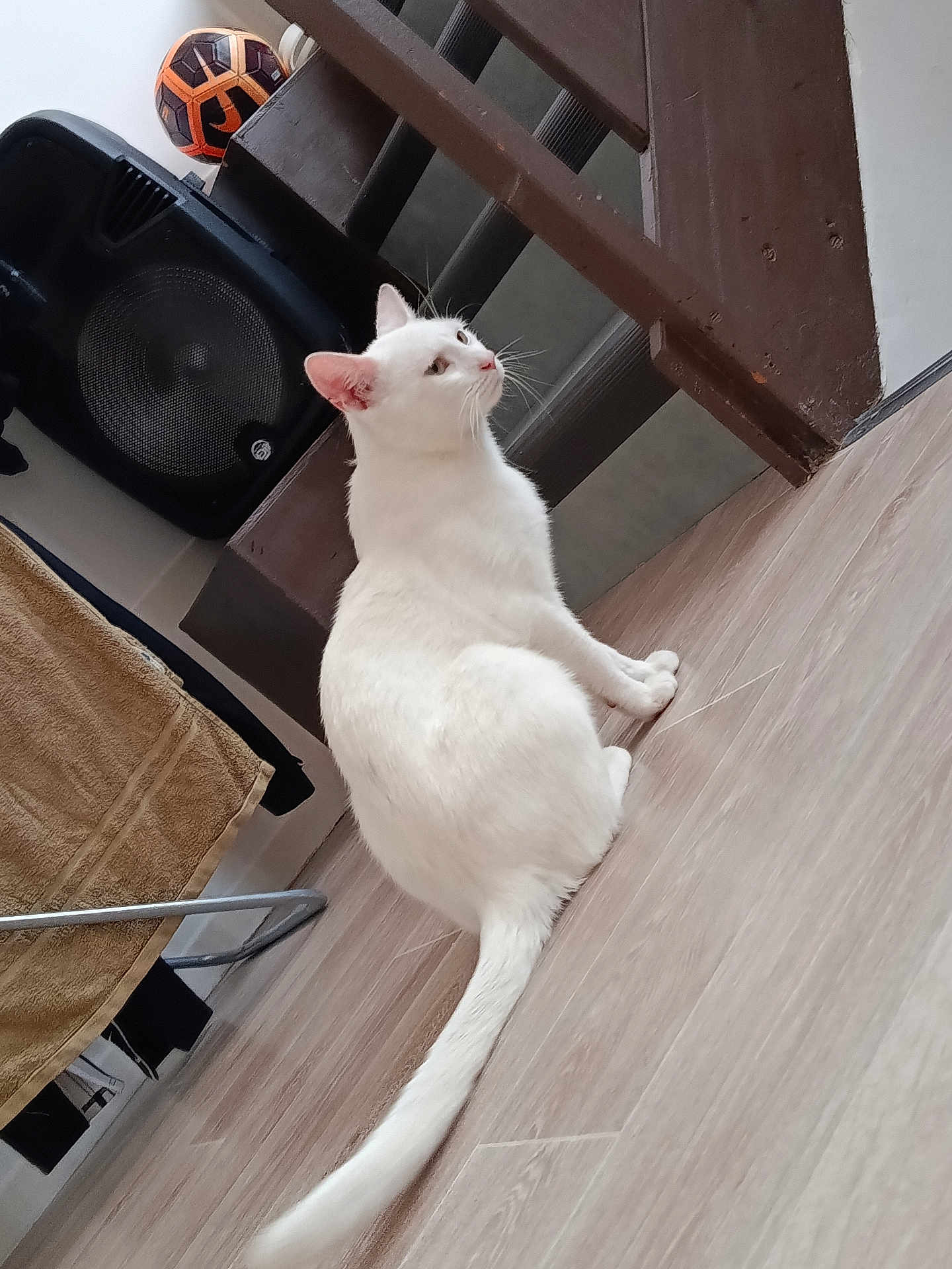 Bounty a rejoint le concours — aidez-le/la à gagner de superbes lots ! white_cat, cat, indoor, wooden_floor, towel, speaker, soccer_ball, pet, animal, curious, sitting, floor, domestic, fur, tail, ears, whiskers, looking_up, household, feline