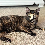 Callie joined the competition — help win amazing prizes! animal, black_fur, carpet, cat, ears, feline, floor, fur, green_eyes, home, indoor, lying_down, orange_fur, paws, pet, portrait, relaxed, sunlight, tortoiseshell_cat, whiskers