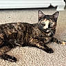 animal, black_fur, carpet, cat, ears, feline, floor, fur, green_eyes, home, indoor, lying_down, orange_fur, paws, pet, portrait, relaxed, sunlight, tortoiseshell_cat, whiskers
