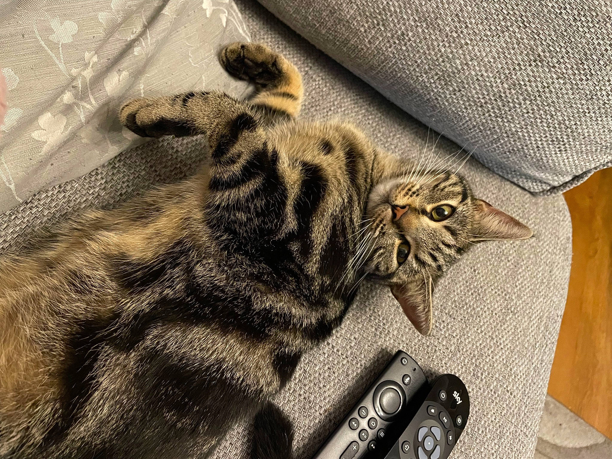 Dudley joined the competition — help win amazing prizes! bengal_tiger, big_cats, carnivore, cat, comfort, domestic_short_haired_cat, felidae, fur, grey, linens, pattern, paw, sleeve, small_to_medium_sized_cats, tail, terrestrial_animal, textile, tiger, whiskers, wood