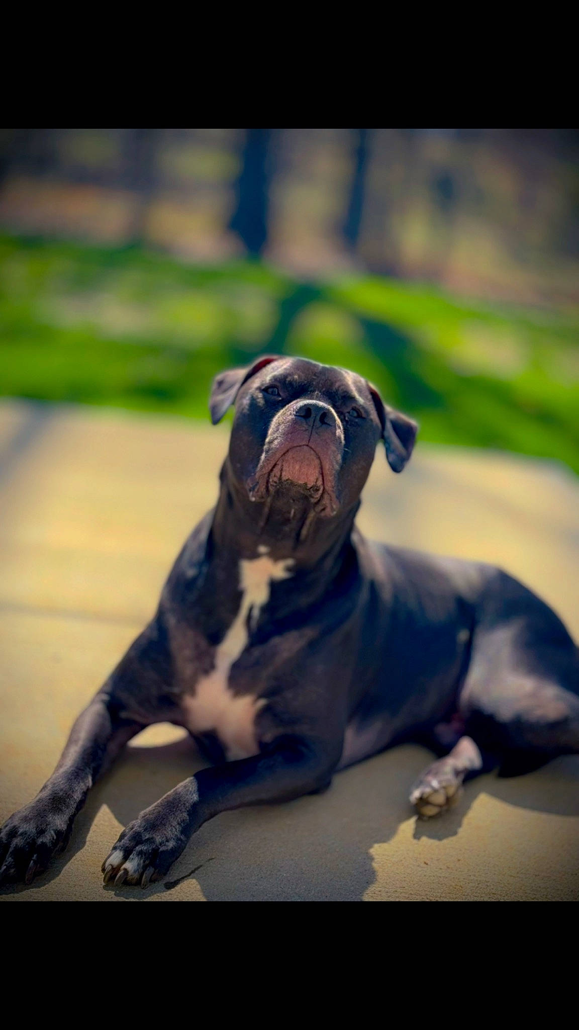 Griffin is registered to the contest to win money with this photo: canidae, carnivore, companion_dog, dog, dog_breed, dog_collar, electric_blue, fawn, flash_photography, grass, guard_dog, molosser, plant, snout, sporting_group, tail, toy_dog, whiskers, working_animal, working_dog